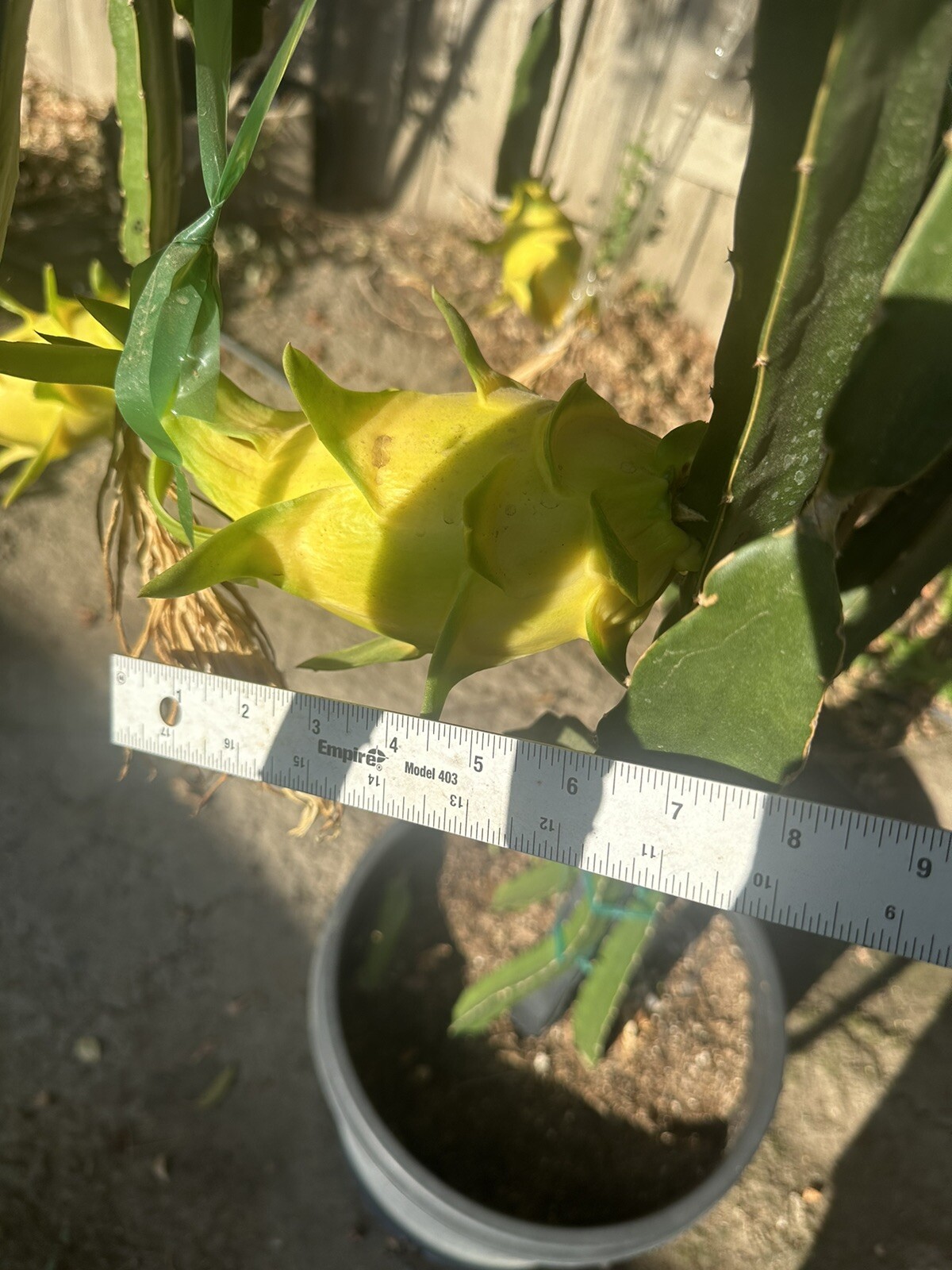 Dragon Fruit “Israel Yellow” CUTTINGS 8-12 Inches