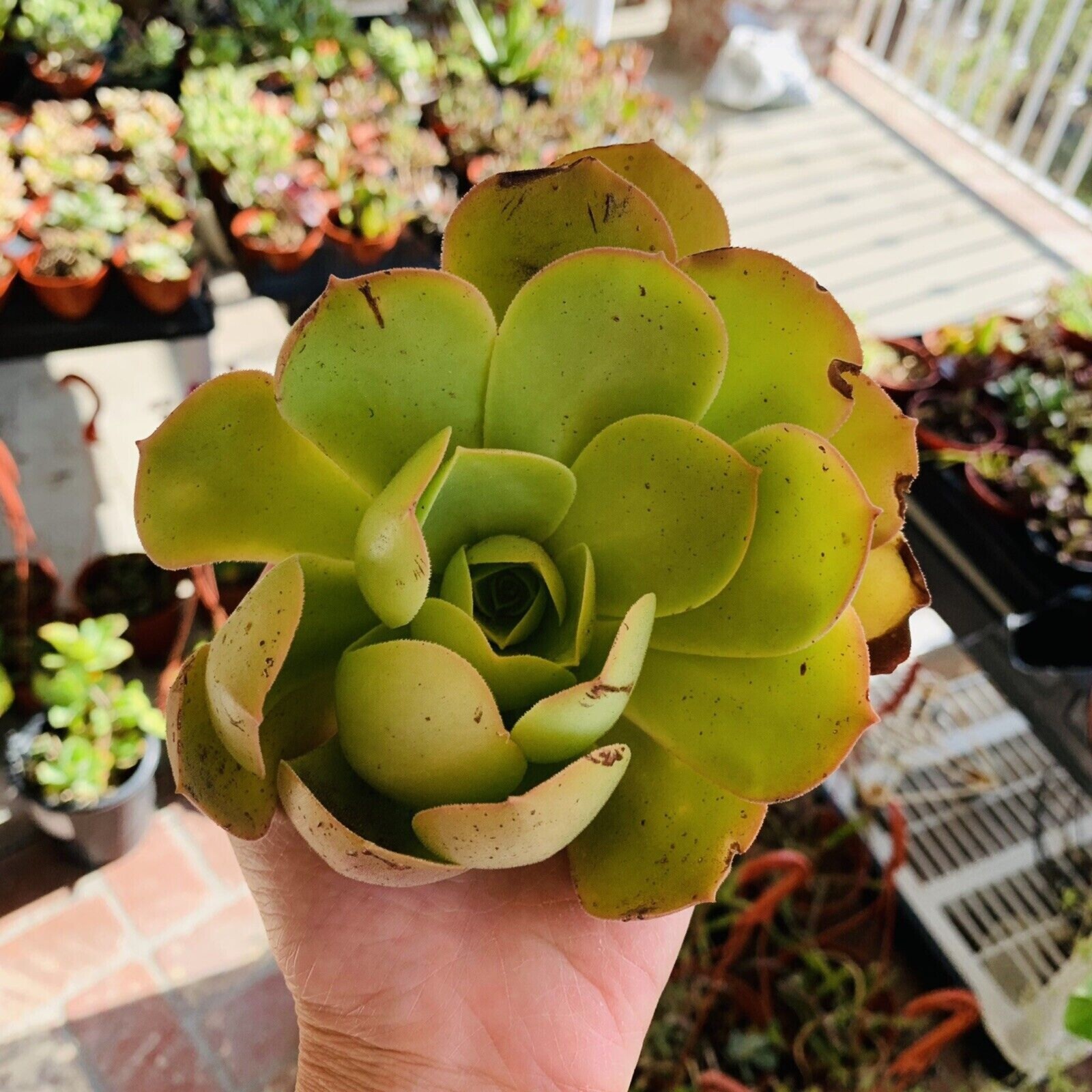 Rare Cutting Japanese Aeonium Arboreum Green Cactus Succulent Live Plant no root