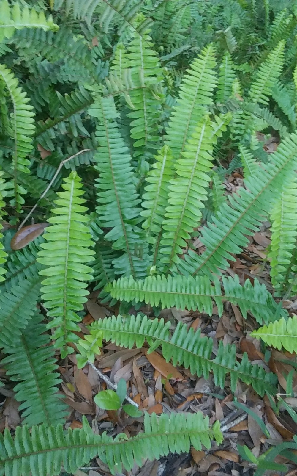 15 Rooted Live Boston Fern Plants Tropical Garden Organic Sheady Place Evergreen