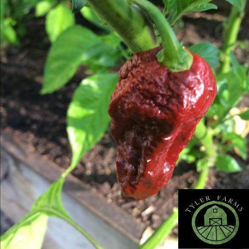 10+ 7 Pot Douglah Pepper Seeds | Naturally grown Non GMO hot chile seeds
