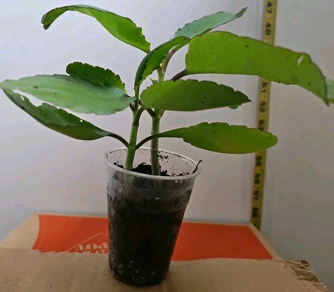 3 Pack Miracle LEAF OF LIFE , LIVE Starter PLANT . 6- 8 Inches