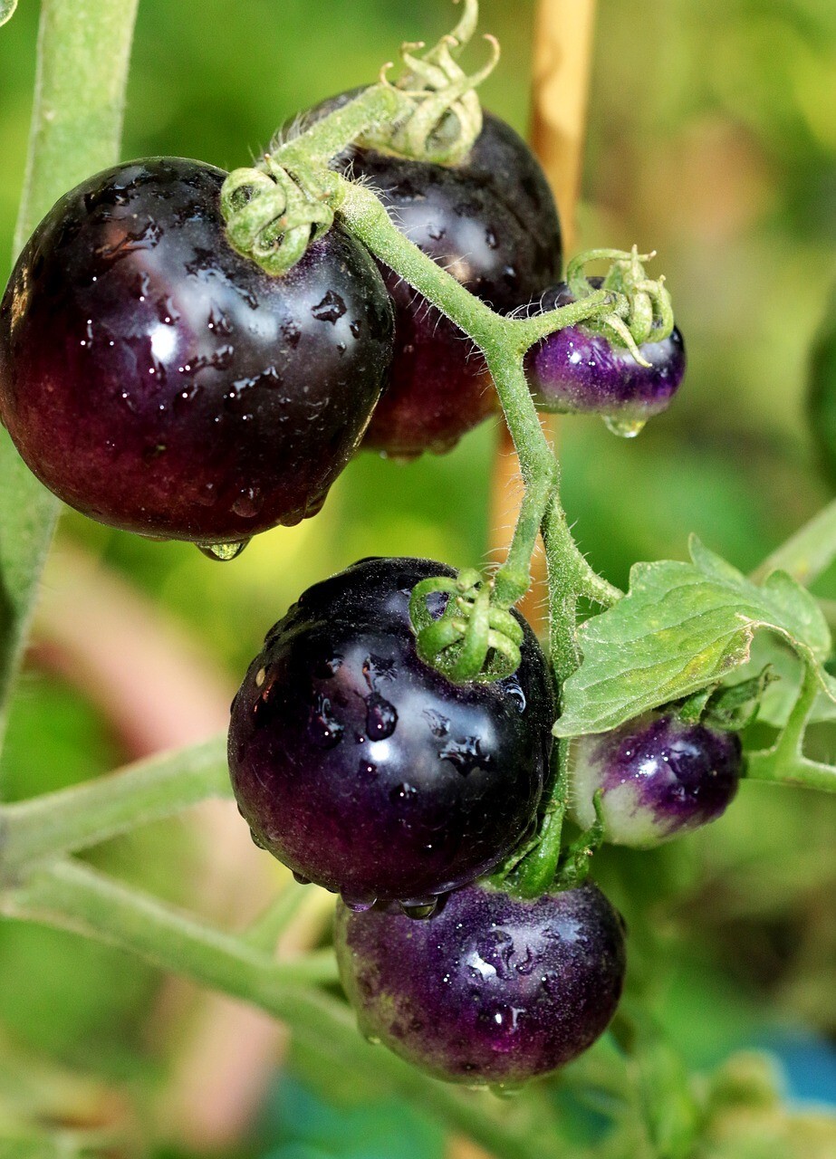 10+ EUROPEAN BLACK CHERRY TOMATO SEEDS – SWEET – HEIRLOOM -NON GMO – RARE -FRESH