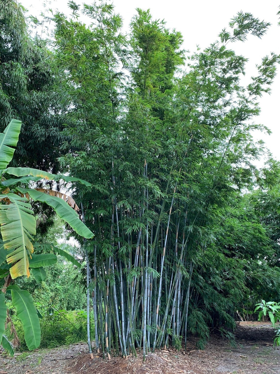 4 Plants – Blue Timber Clumping Bamboo Bambusa- 1 Gallon Size Plant Non-Invasive