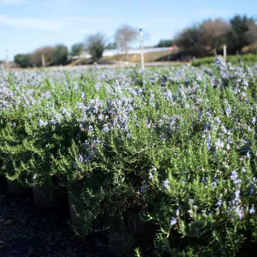 #1 Container Creeping Rosemary Plants (4-Pack)