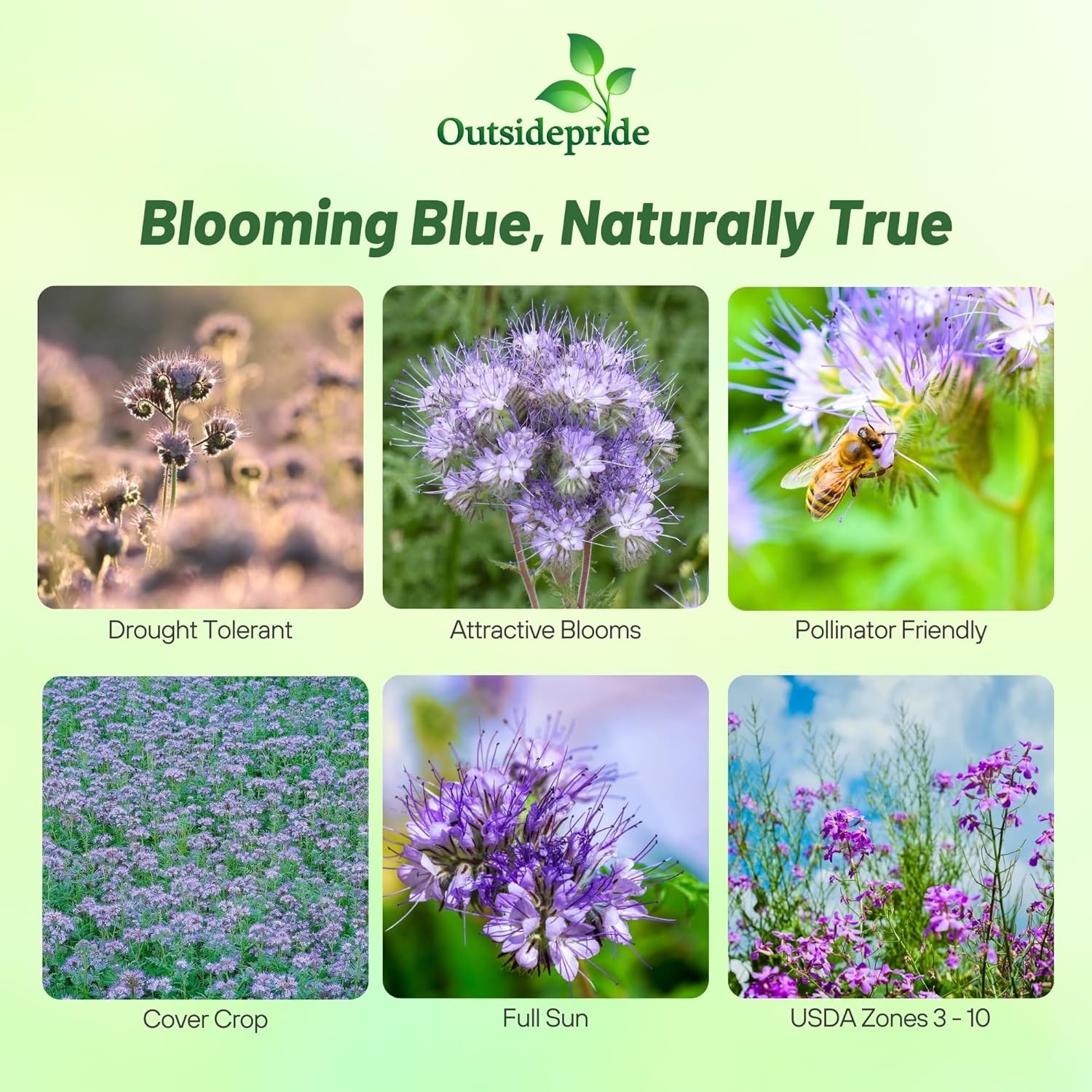 5 LBS Lacy Phacelia Seeds – Phacelia Tanacetifolia Wildflower Seed