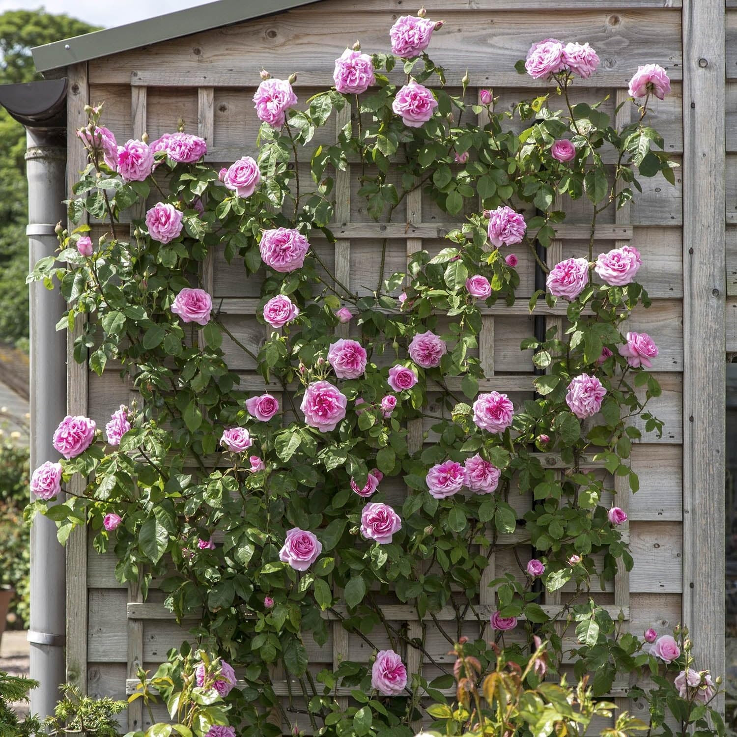 Mixed Climbing Rose Rosa Seeds for Planting Outdoors -Heirloom Garden Vine Home