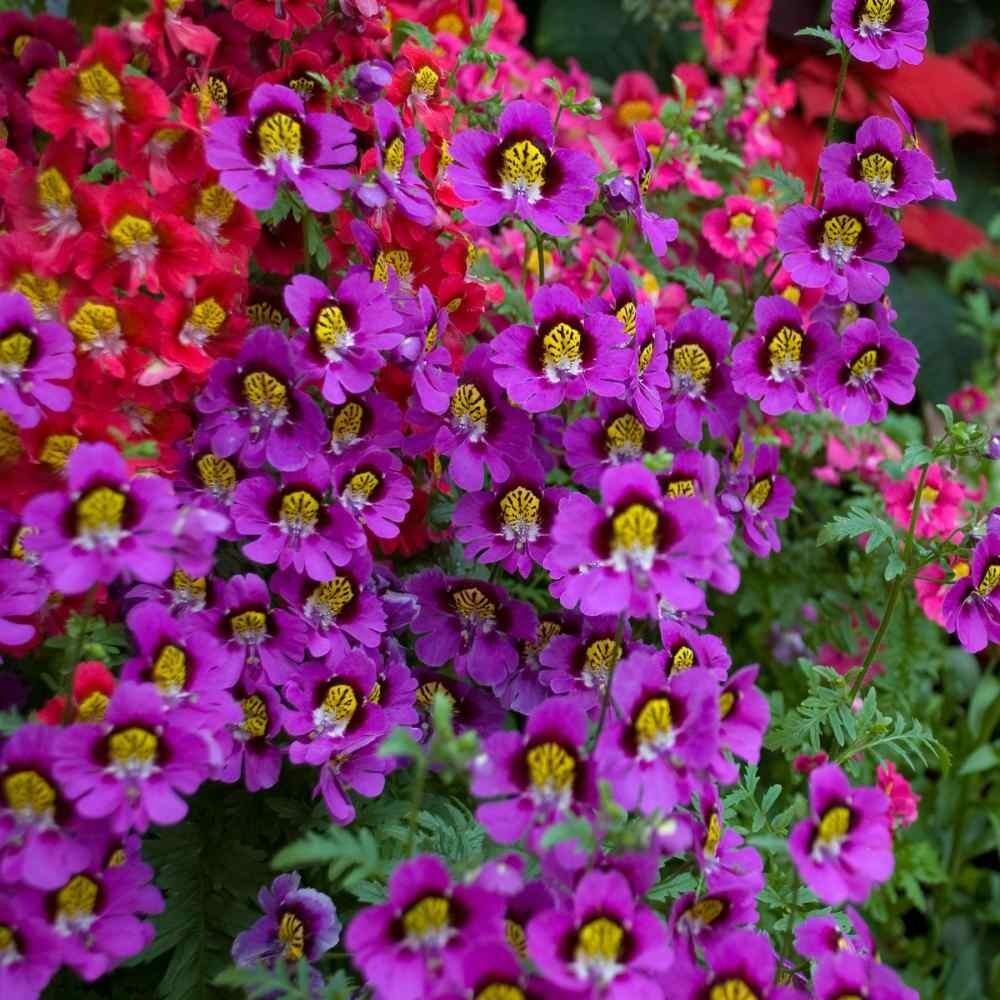 Angel Wings Butterfly Flower seeds 50+ count~pollinator~multicolored