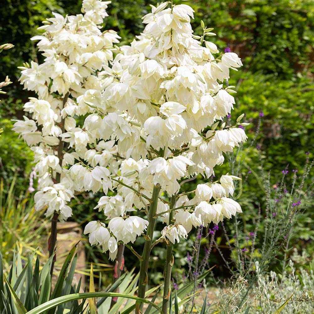 200 Seeds Yucca Filamentosa Adam’s Needle Drought Tolerant Garden Shrub Plant