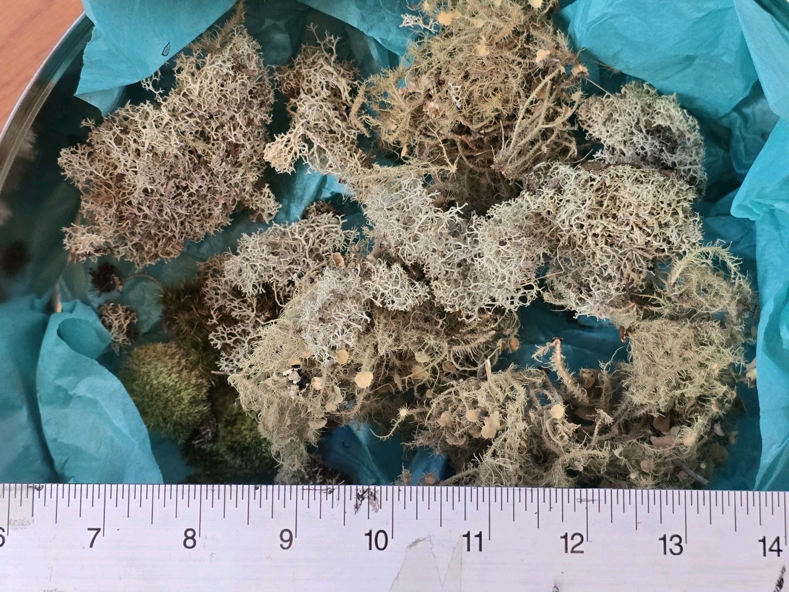 1 oz Mix Species North Carolina Wild Foraged Dried Lichen Specimen Pieces No Dye