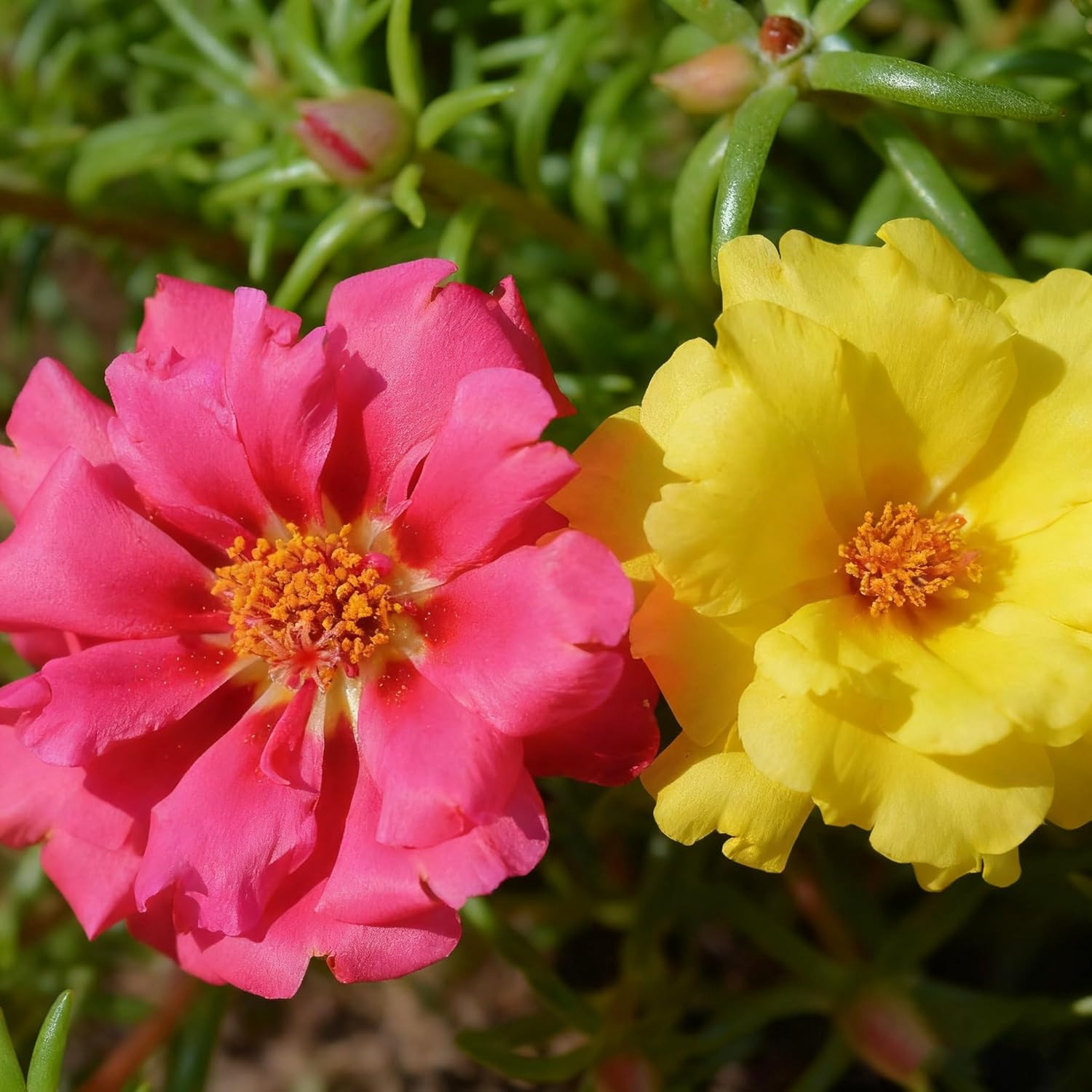 Mixed Color Portulaca Grandiflora Seeds, 10000 Double Moss Rose Seeds for Planti