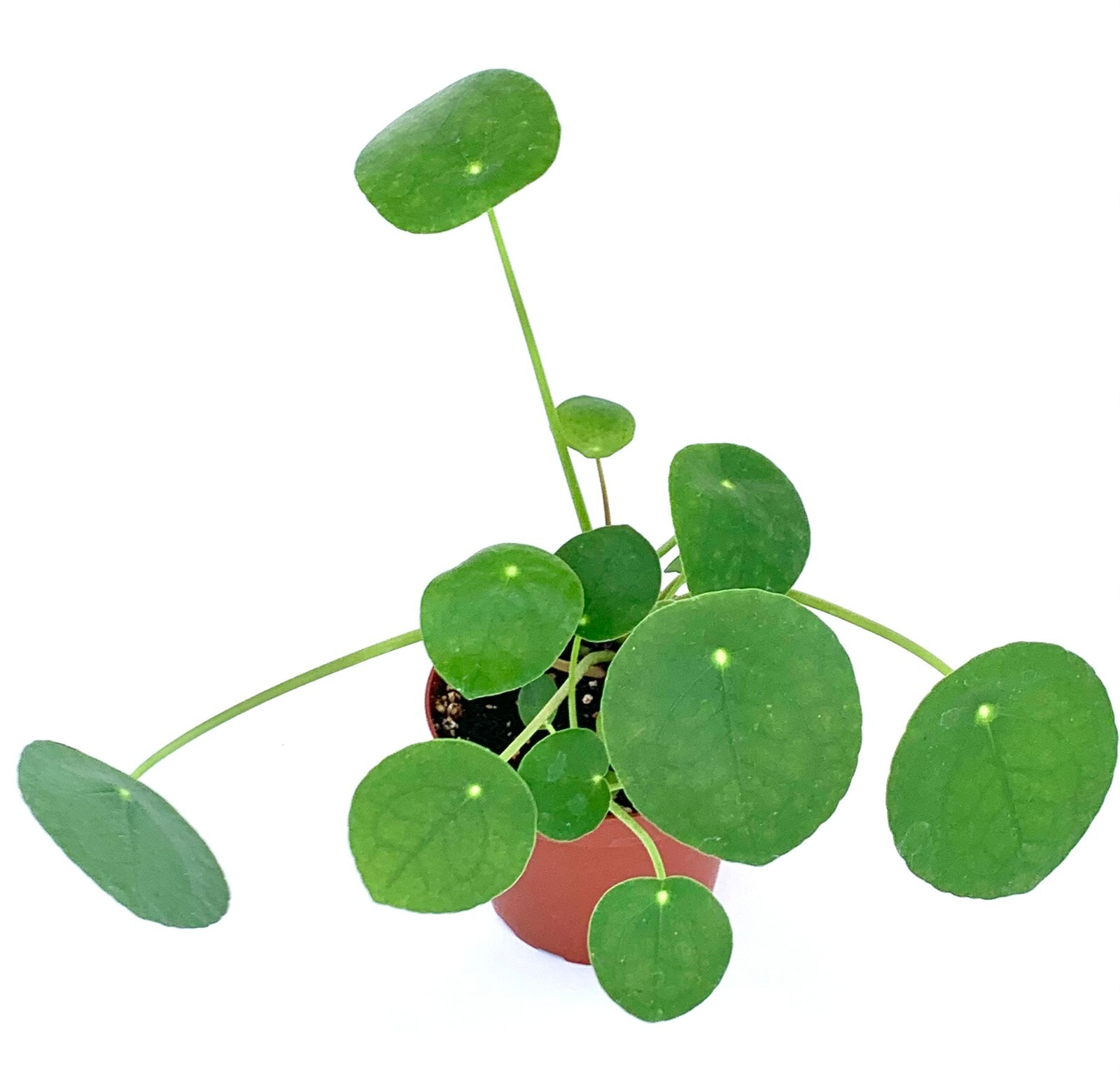 Chinese Money Plant Pilea Pepermomioides Live Potted Houseplant