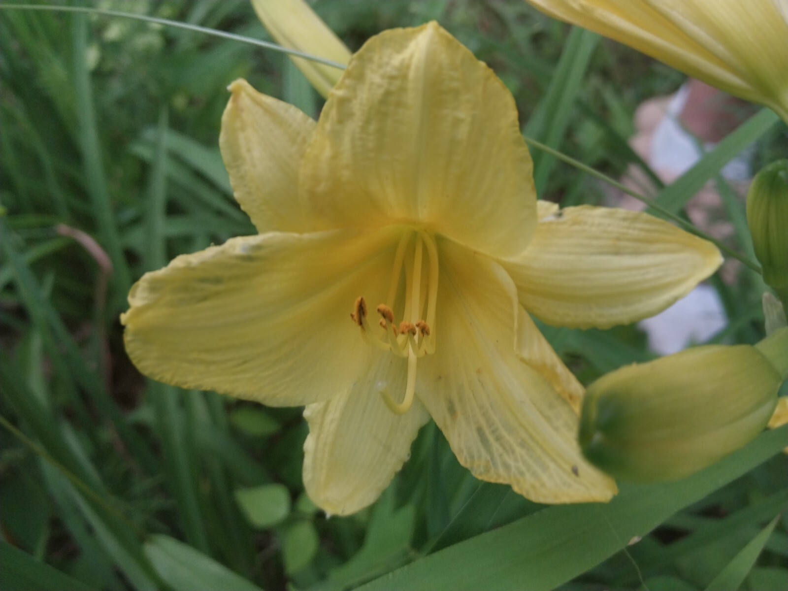 Daylily “Happy Returns” /Light yellow” / 1 bare root/ USDA hardiness zones 3-9