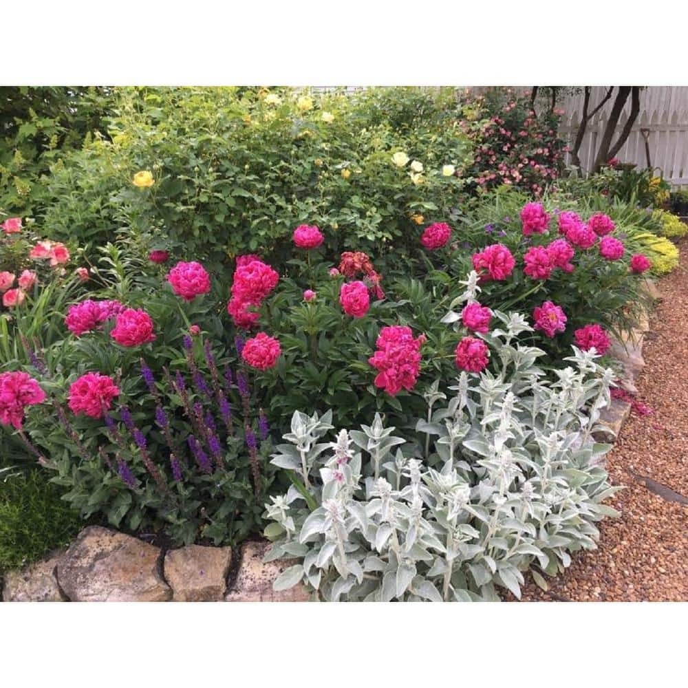 2 Gal. Karl Rosenfield Peony (Paeonia) Live Shrub with Cherry Red Double Blooms