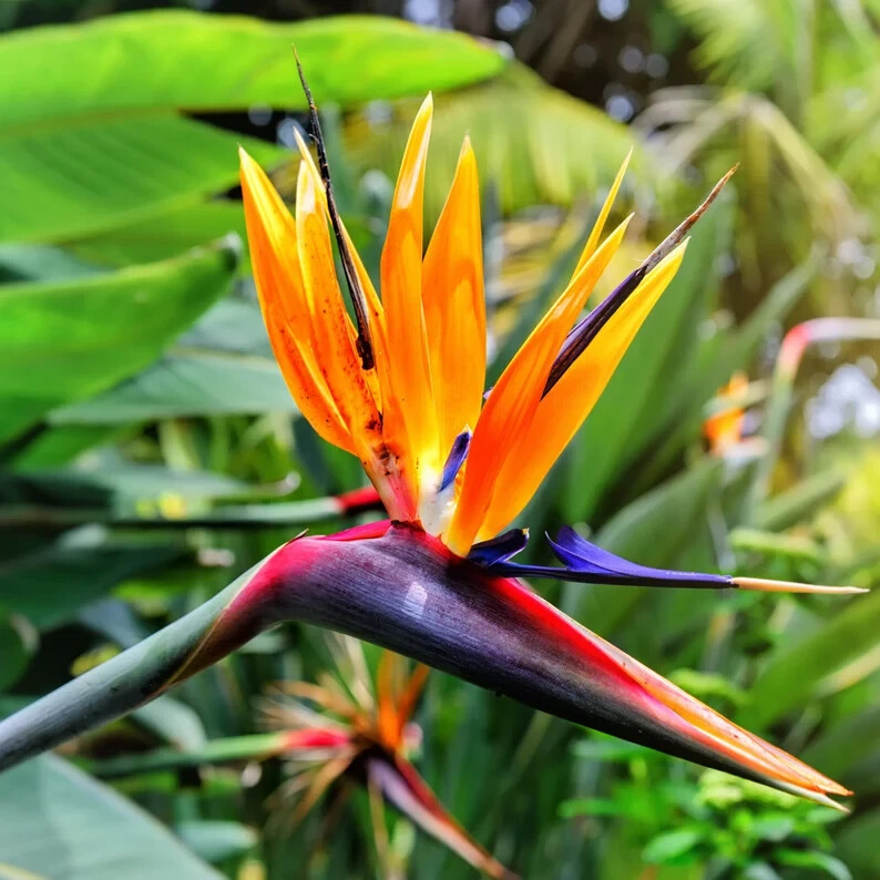 Orange Bird of Paradise~Strelitzia Reginae~ROOTED PLANT~10-12 Inches Tall