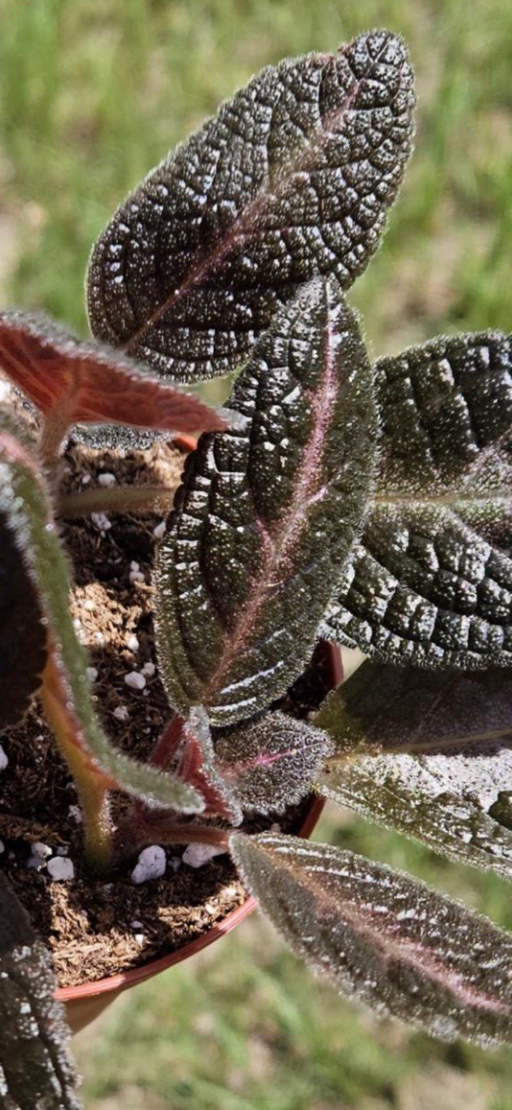 Episcia Red Wine “Flame Violet” Plant – Beautiful Red Bloom & Deep Wine Color