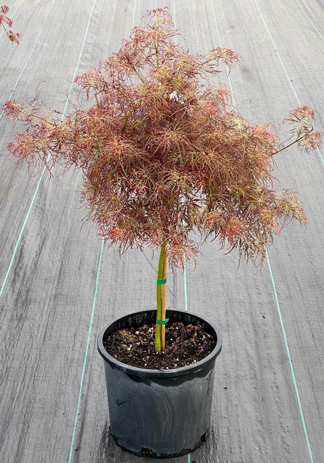 Acer palmatum ‘Baby Lace’ (Baby Lace Japanese Maple) 2 feet standard, medium siz