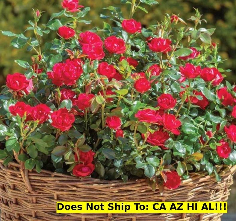 Garden Plant Petite Knock Out® Rose Bush in 3Gal Pot Outdoor Flowering Rose Bush