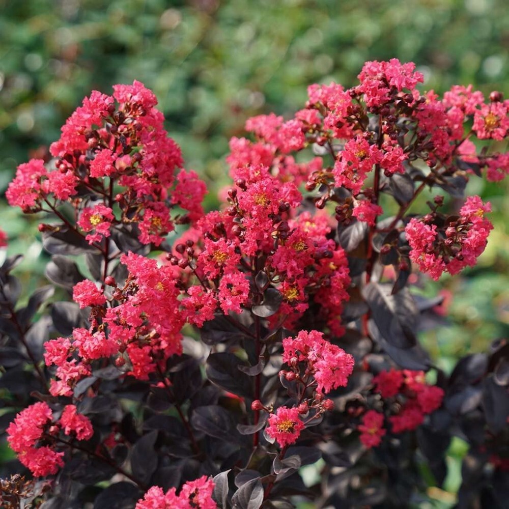 Lagerstroemia Pink Center Sun Stage Indicas Crapemyrtle Garden Live Plant 4″ Pot