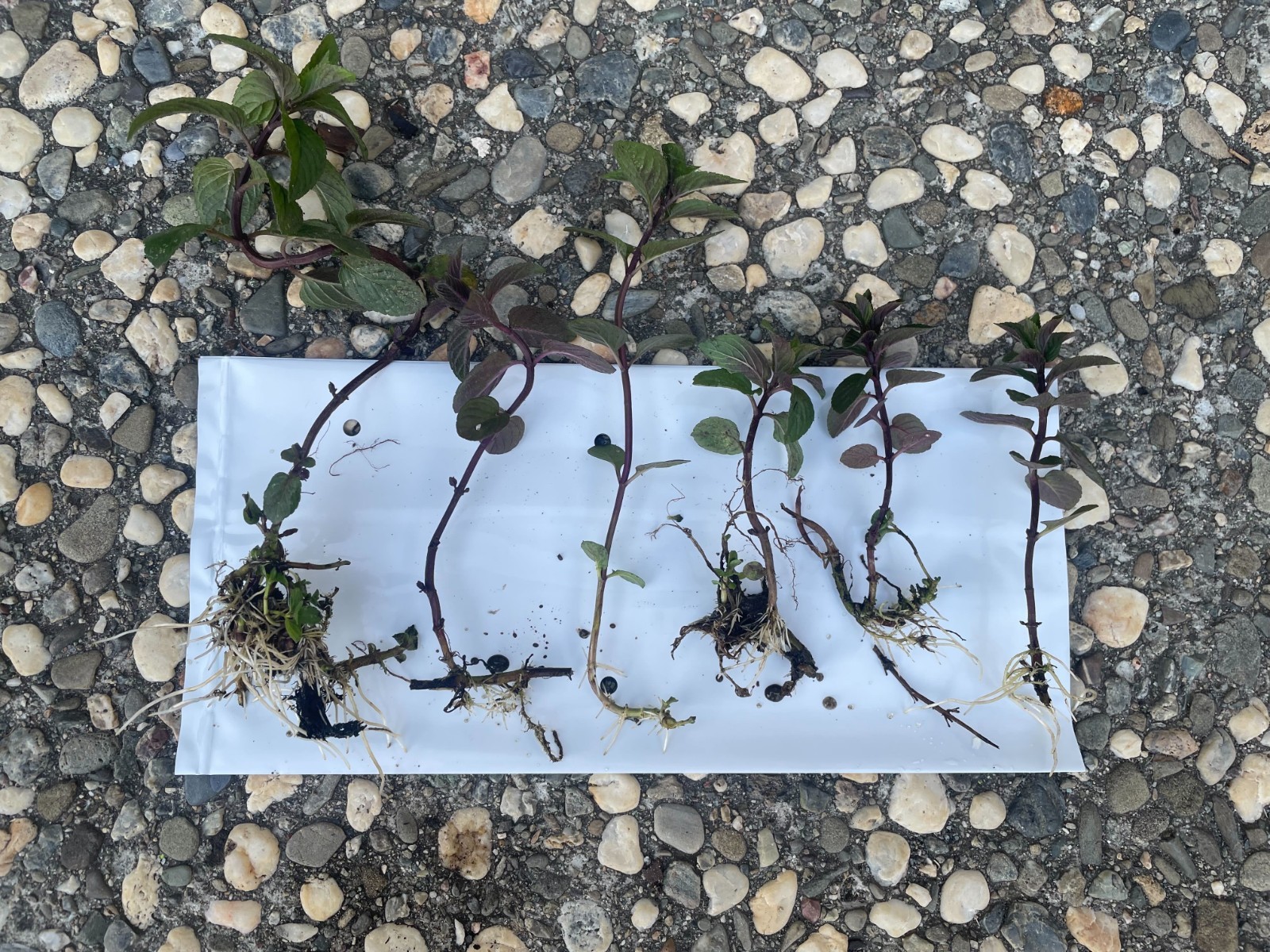 6 Fresh Organic Live Peppermint Rooted Plants Cuttings – Medicinal & Vigorous