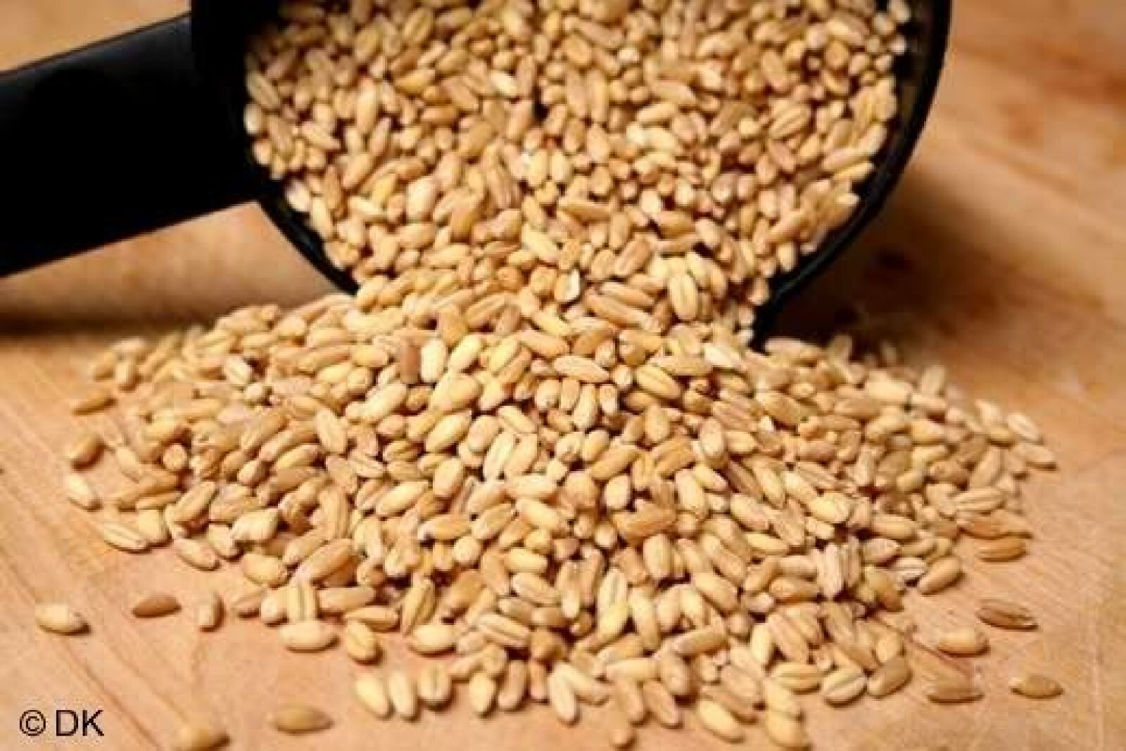 Organic Einkorn {Triticum m.}90% Germ | NonHybrid | 200+Seeds Free Shipping!