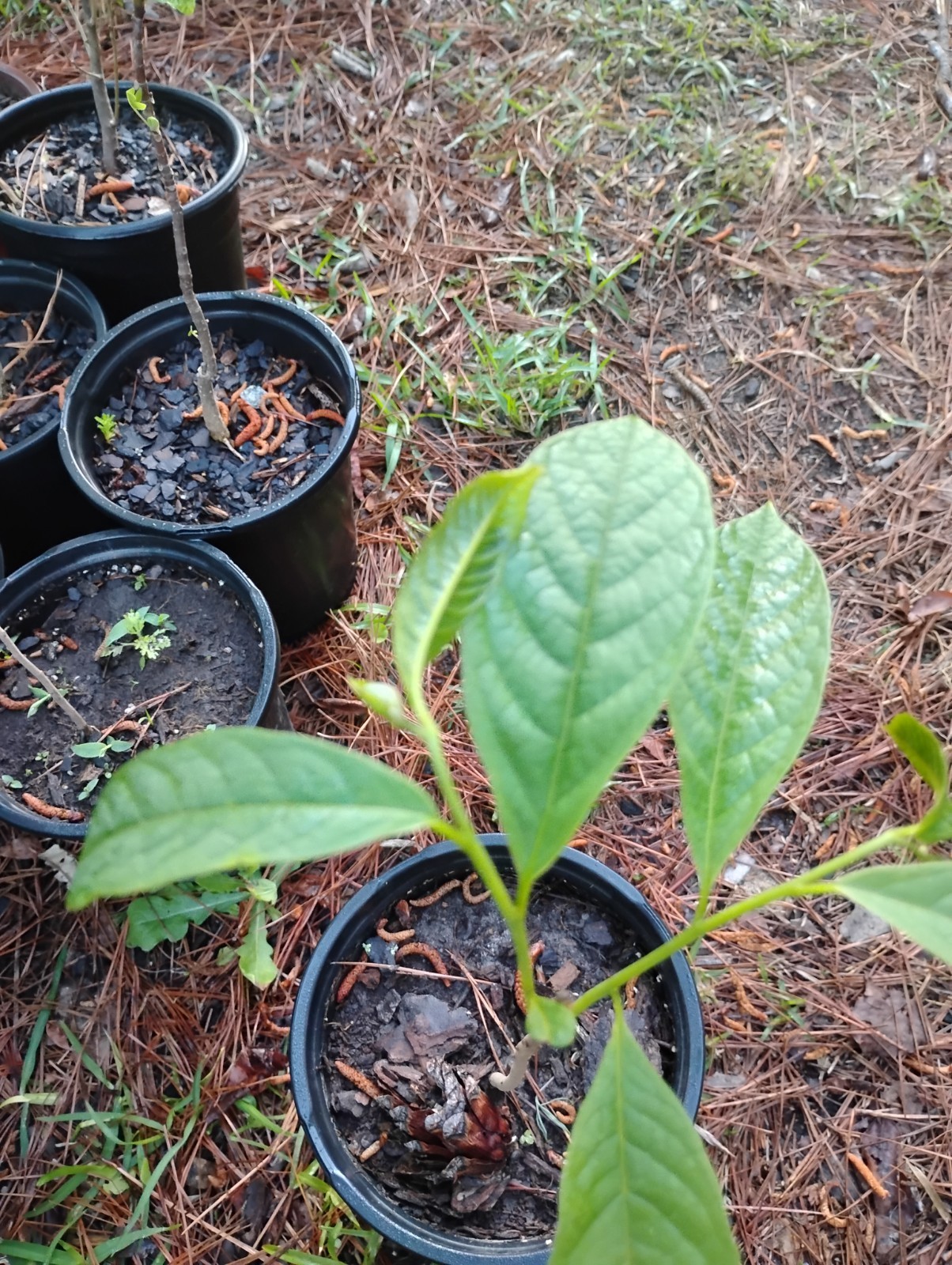 American Paw Paw Tree, 1 Gallon Pot.