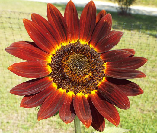 SUNFLOWER VELVET QUEEN Helianthus Annuus – 200 Bulk Seeds