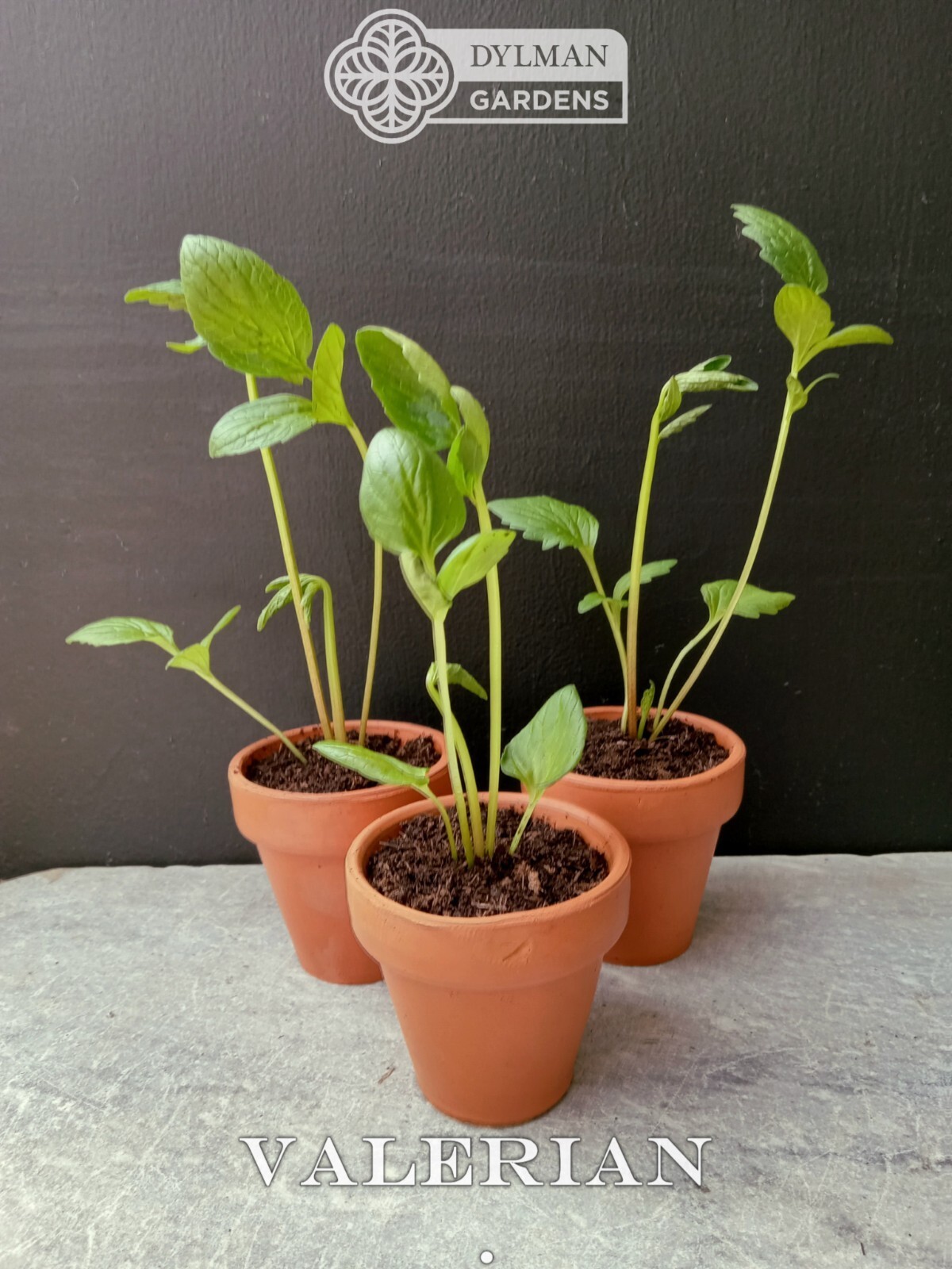 Valerian Plant (Valeriana officinalis) Garden Heliotrope – All-heal – Herb Plant