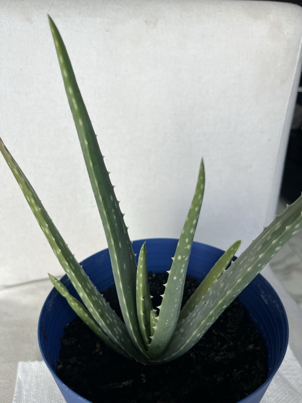 Aloe Vera Live Potted Succulent Houseplant, Green, Blue Flower Pot, 10 in