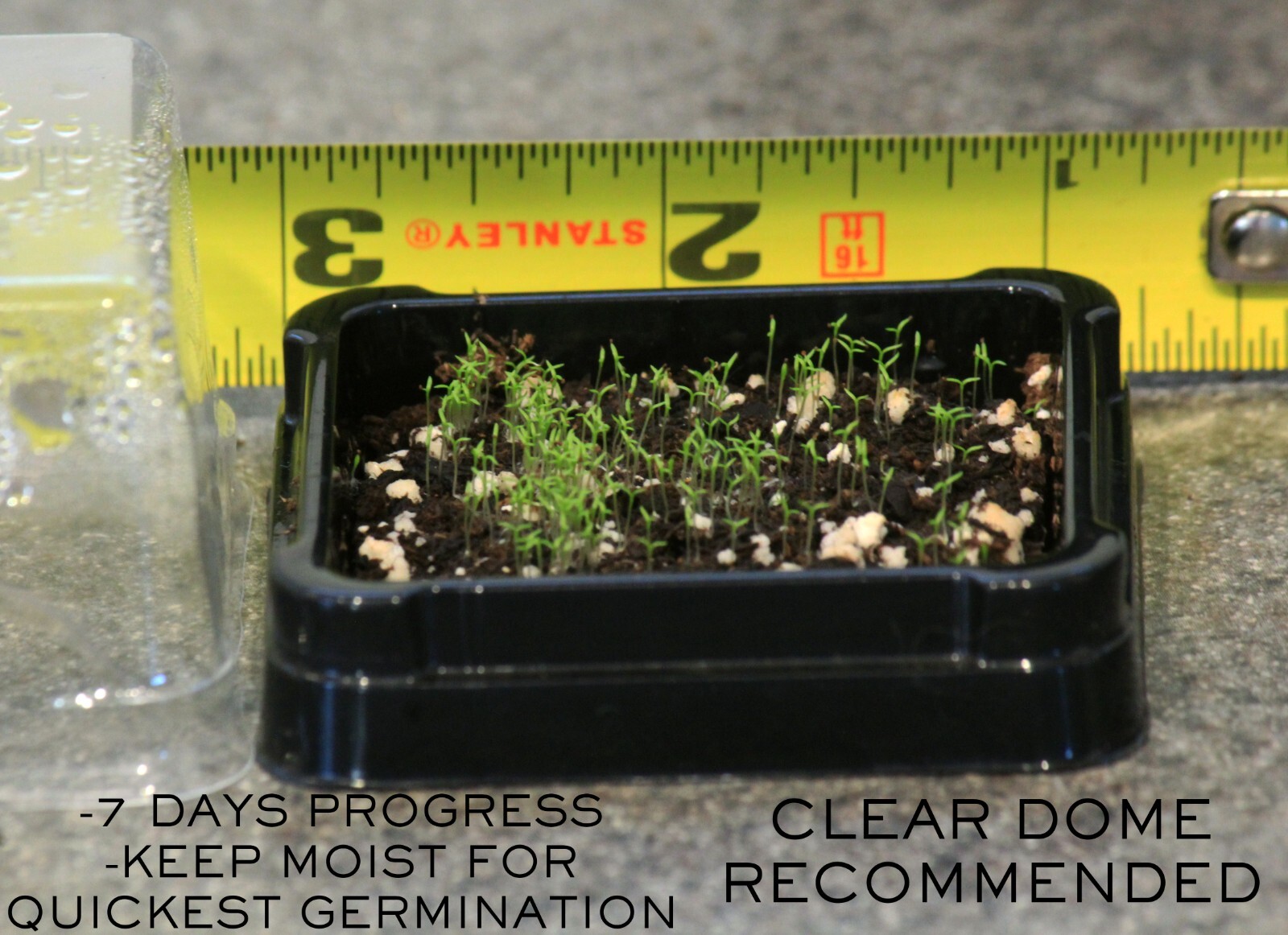 200+ SEEDS Bonsai topper terrarium grass mat forming – IRISH MOSS Sagina family