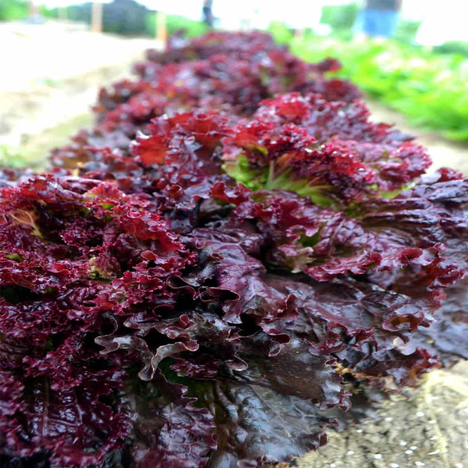 RUBY LEAF LETTUCE 50+ SEEDS Lactuca sativa