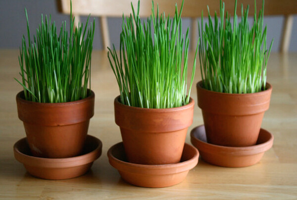 12 oz Wheatgrass