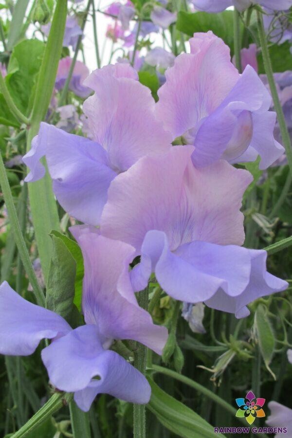 50+ Glynne Collins Sweet Pea Seeds for Garden Planting – USA – FREE SHIPPING!