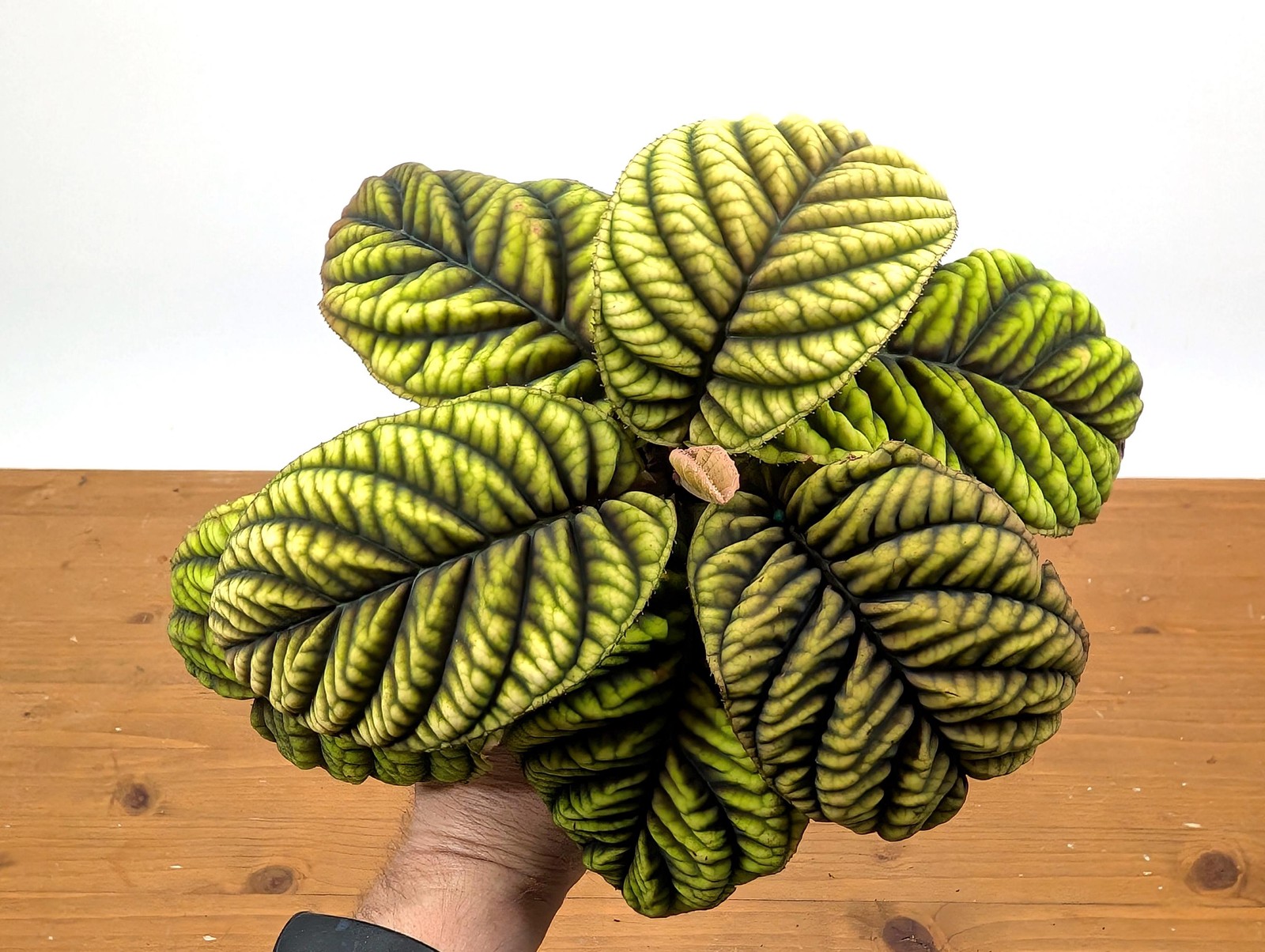 Ardisia Crenata Cool Fire – Deeply Textured Matte Leaves with Red/Green/Yellow
