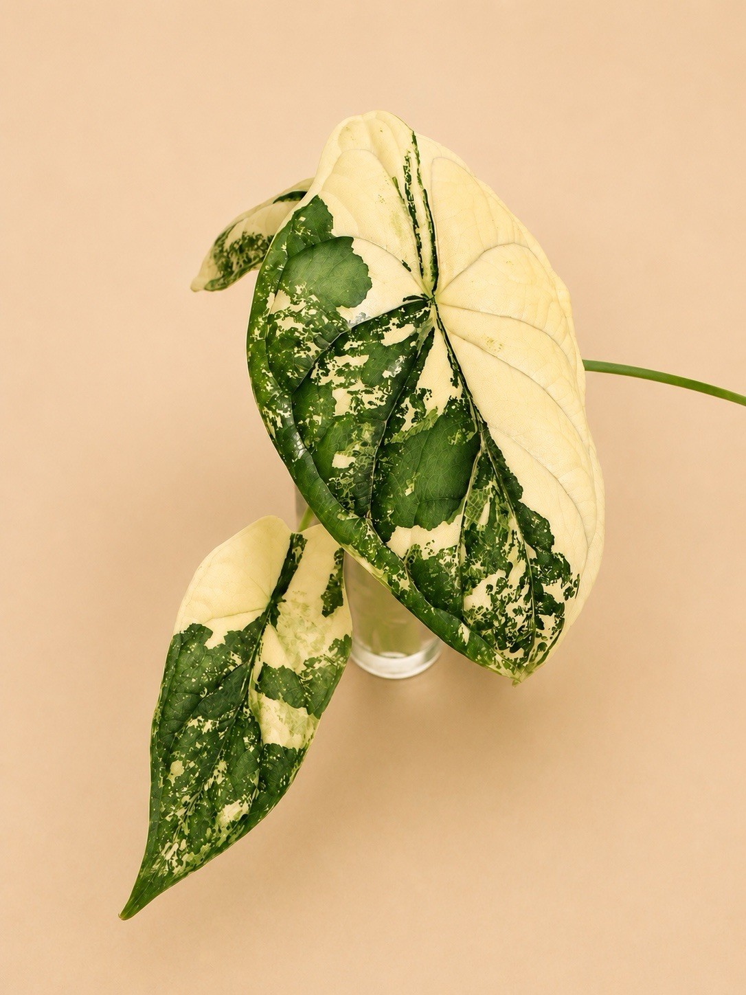 Rare Dragon Scale Albo Corm | High Variegation Potential | Free Shipping