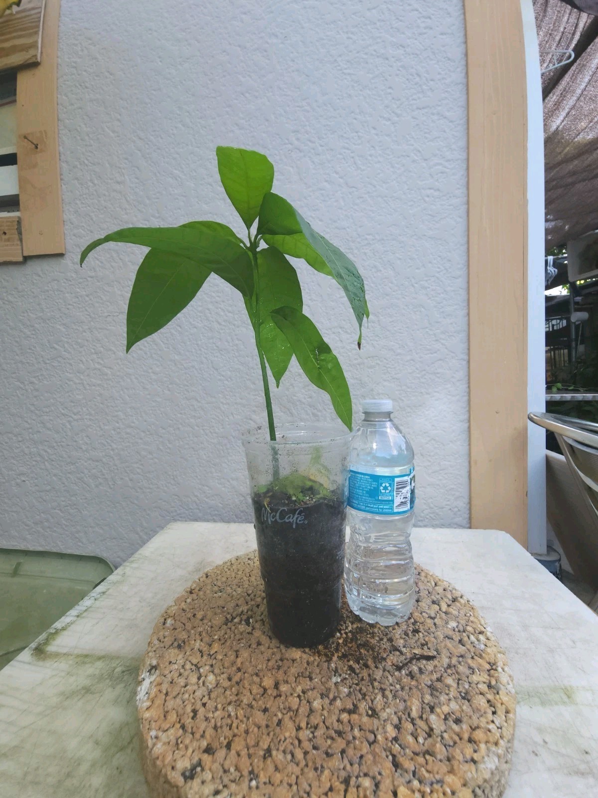 Rare Red Mango Tropical Fruit Tree 7”-10” In The Pot/Seeding Mango Live Plant