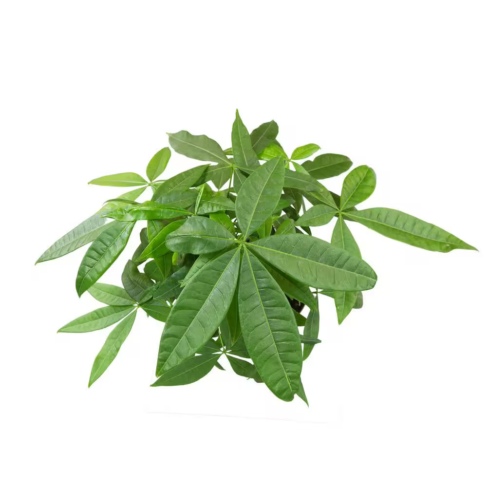 Money Tree Houseplant (Approximately 20 In. Tall) Pet-Friendly Plant Gift in Whi