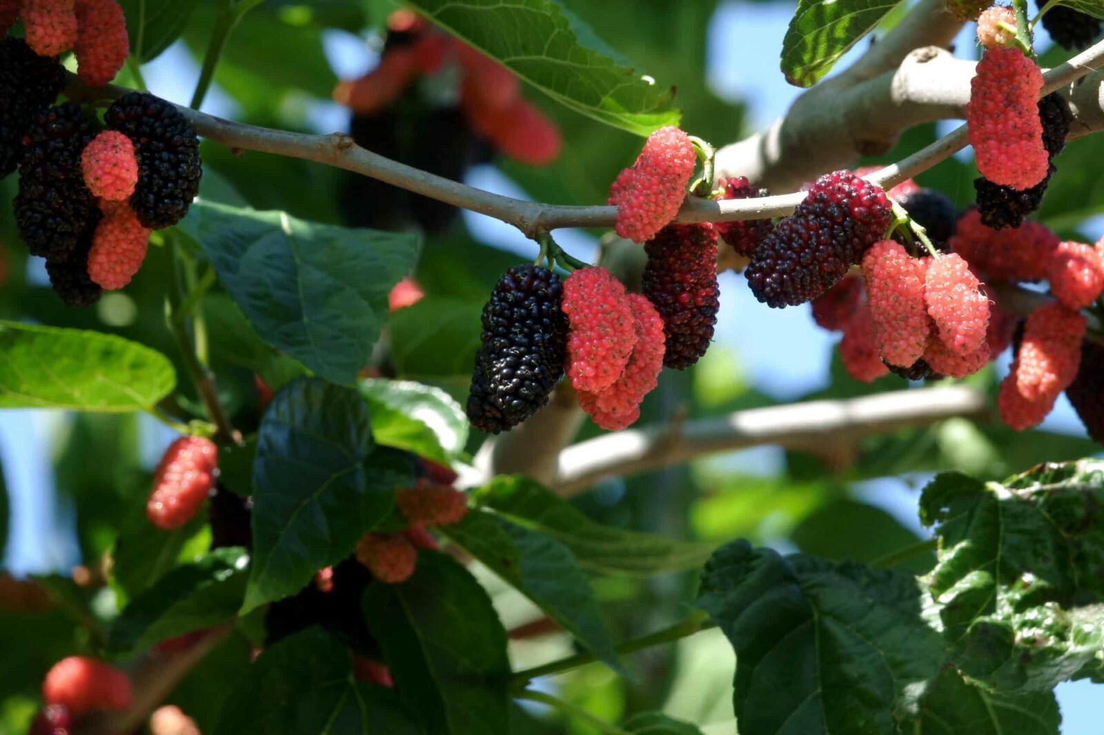 Dwarf Everbearing Mulberry get fruit right away Live Plant Free shipping