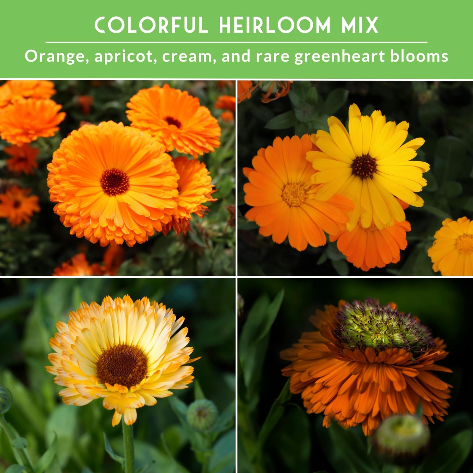 Calendula Seeds for Planting – 4 Pack Mix | Pacific Beauty, Multicolor
