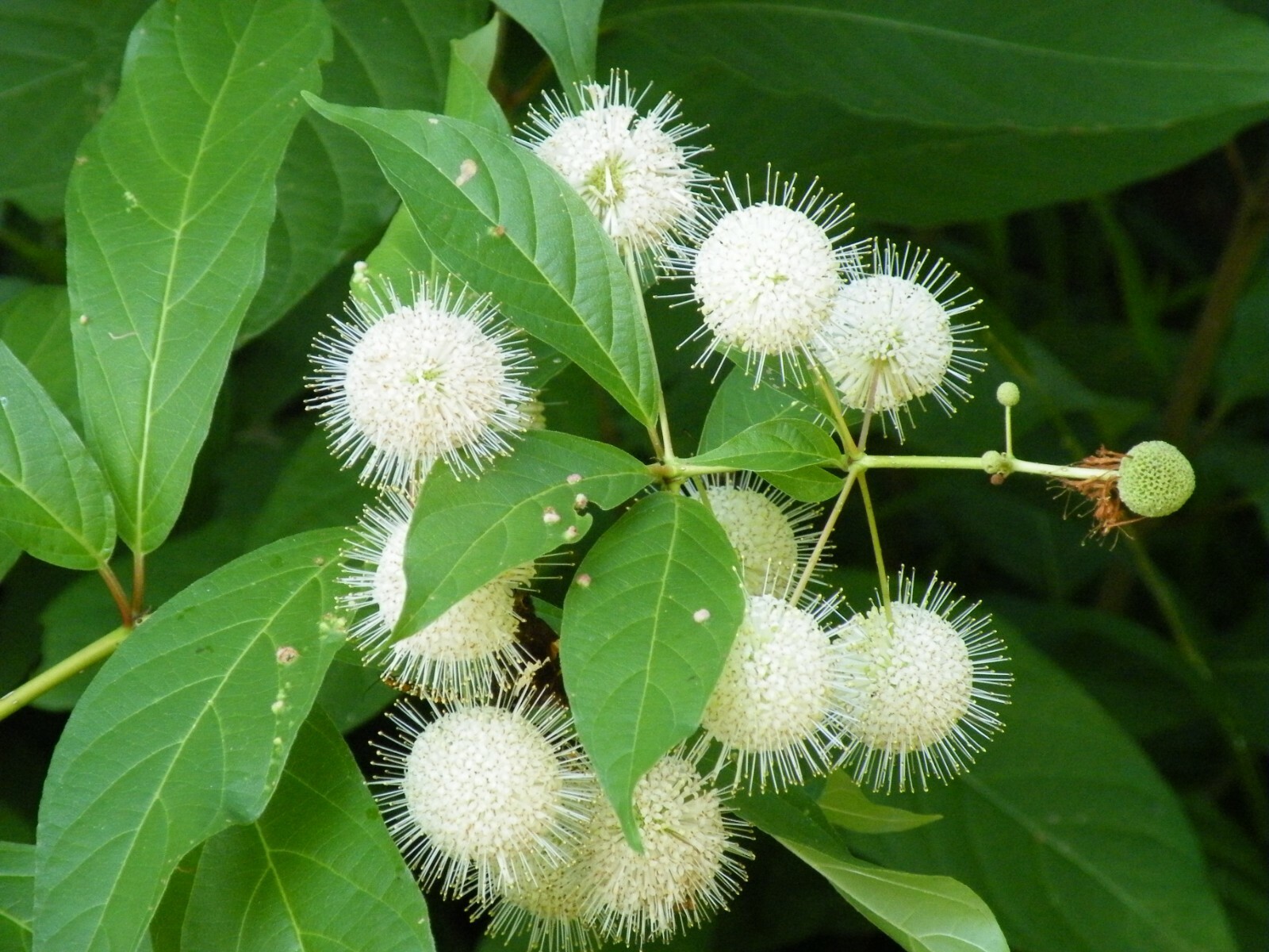 SET OF 2 BUTTONBUSH LIVE PLANT 18+ INCHES ‘Cephalanthus occidentalis’