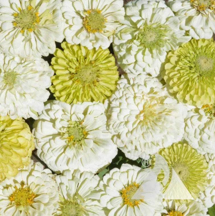 Zinnia DESSERT GARDEN Collection 4 Mixes 750 Seeds Berry Cheesecake Lime Fruity!