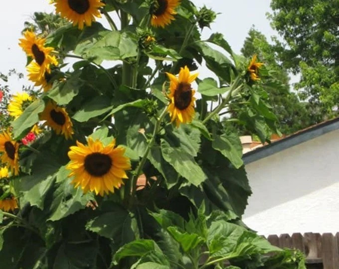 25+ SKYSCRAPER SUNFLOWER SEEDS — HEIRLOOM — MULTI BLOOM — TALL —– FRESH