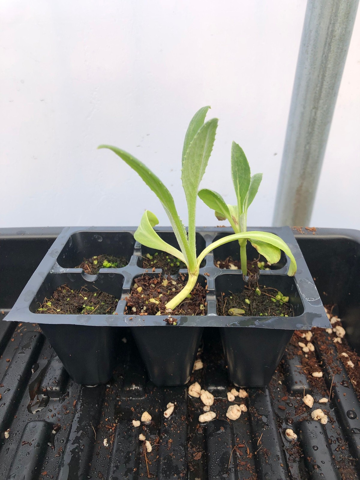 Artichoke Live Plant – Seedlings/Plugs and Plants – 3″- 12″ tall
