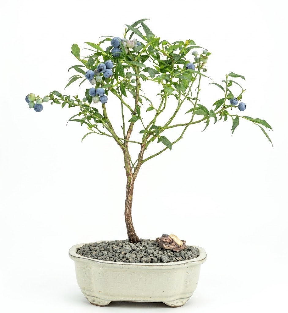 Live 8 Yr Old Top Hat Blueberry Bonsai Tree Edible Fruiting Vaccinium Outdoor 8″