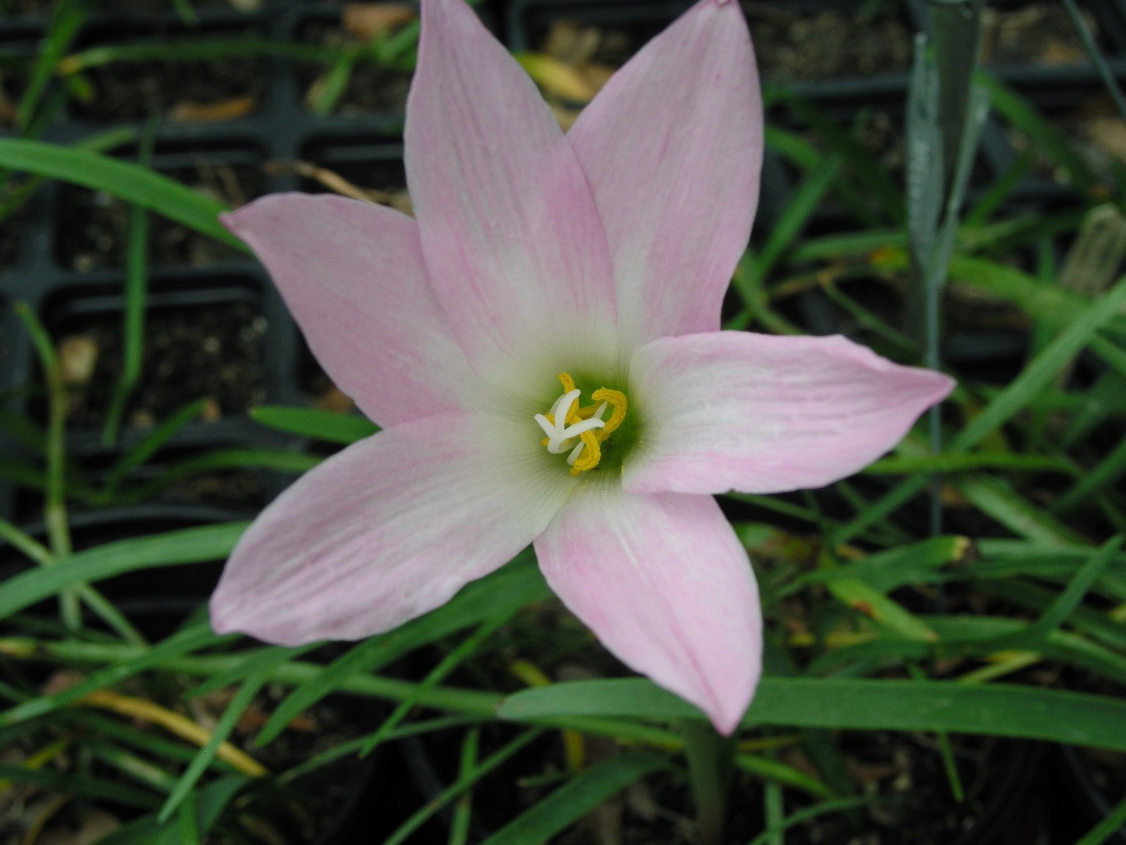 Rain Lily, Habranthus Robustus ‘Russell Manning’, 4 bulbs, RARE, zephyranthes