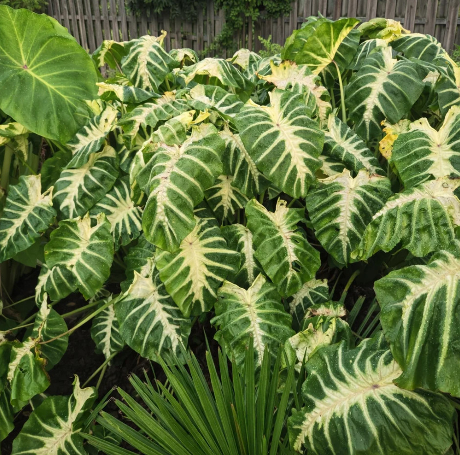 Maui Sunrise Colocasia Plant – 5-8″ Tall – Tropical Elephant Ear with Colorful
