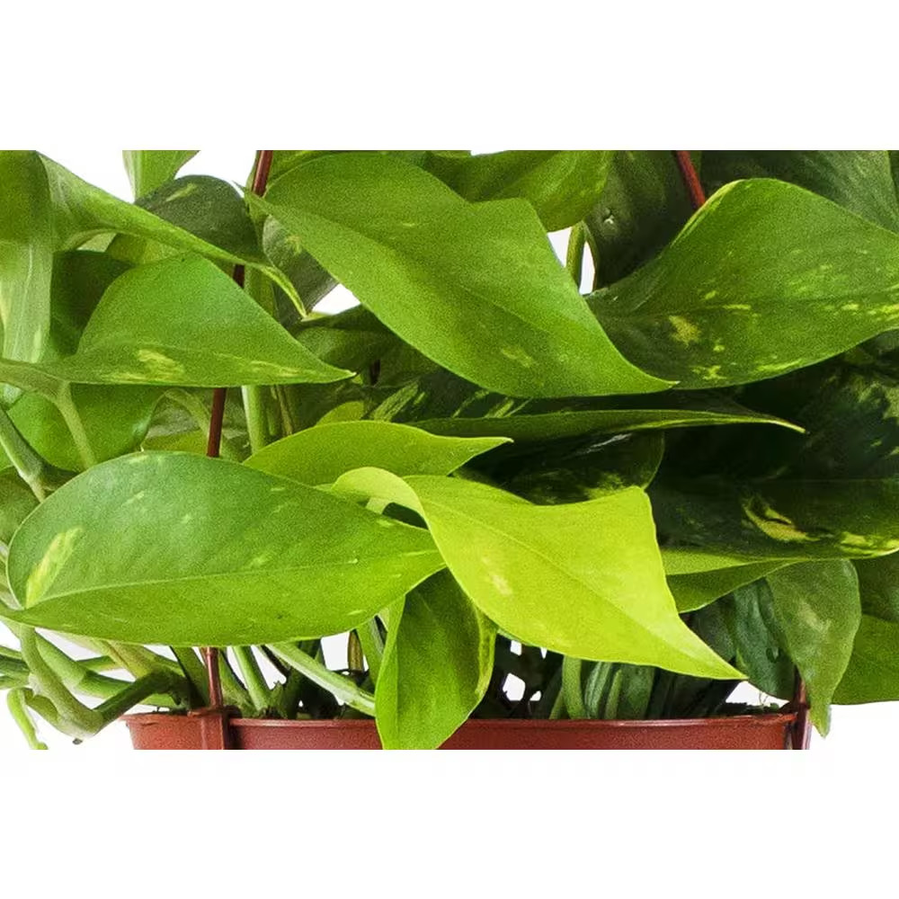 Pothos Live Indoor Plant, Easy Care Air Purifying Hanging Houseplant in 6 In. Gr