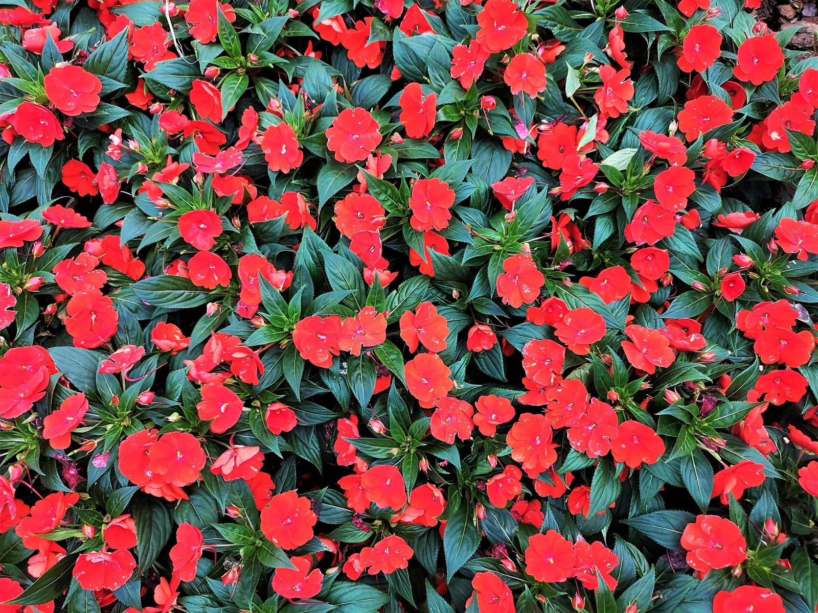 50 DWARF RED IMPATIENS Scarlet Walleriana Sun or Full Shade Flower Seeds *FlatSH