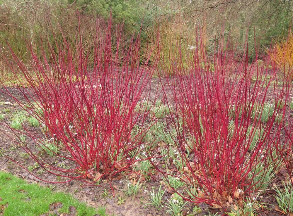 Red Dogwood Cuttings to Plant – No Roots, Easy to Grow – Grow Red Osier Dogwood