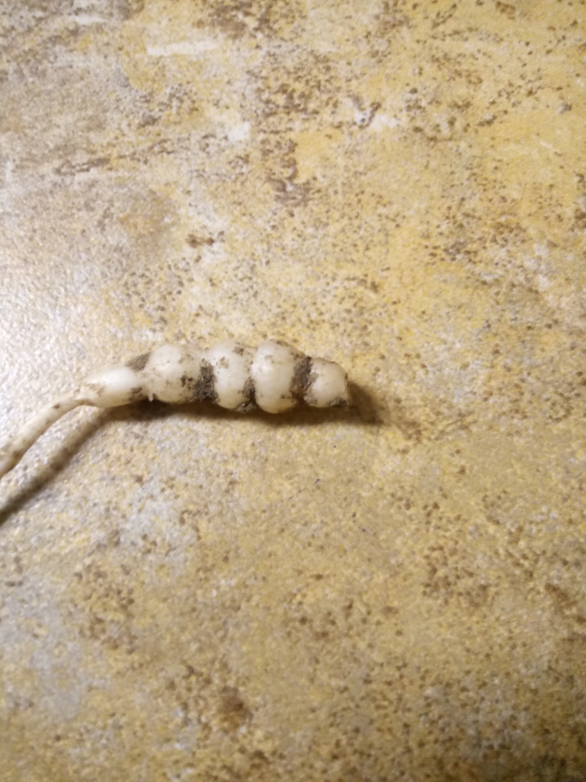 10 Florida Betony (Stachys floridana) Root Tubers- Freshly Dug & Ready To Plant