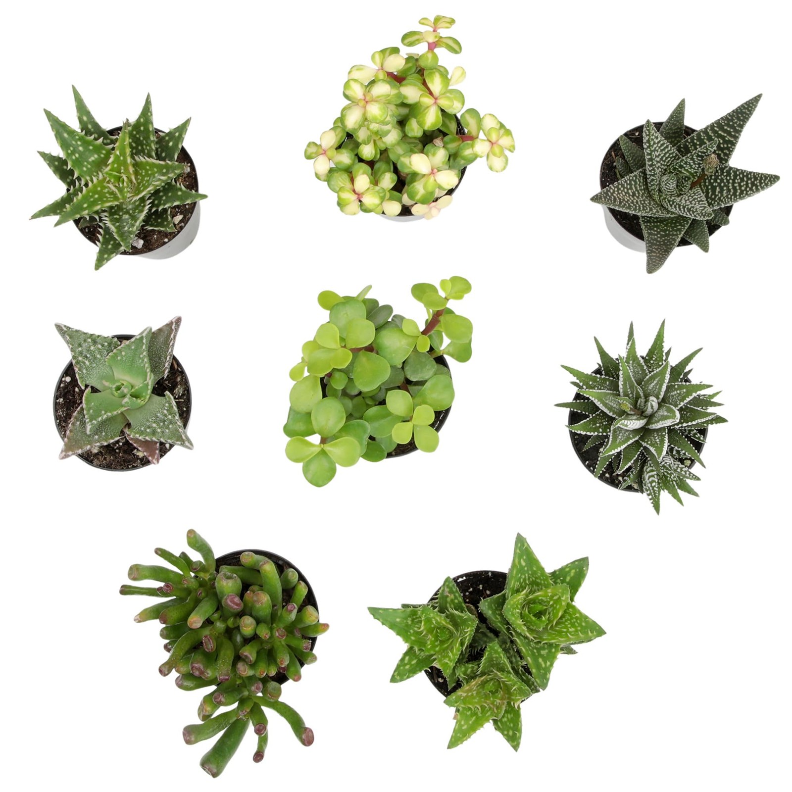 , Assorted Succulents Plants Live Houseplants (8PK), Succulent Plants Home Of…